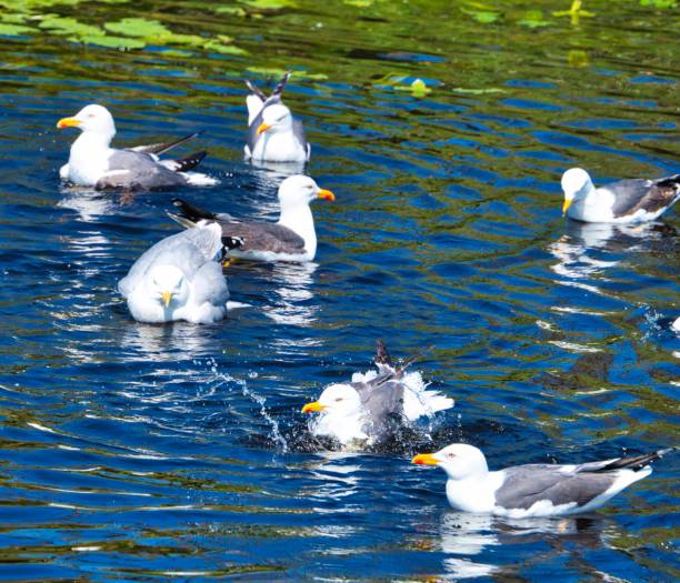 istock european herring gull on heligoland 1182099929