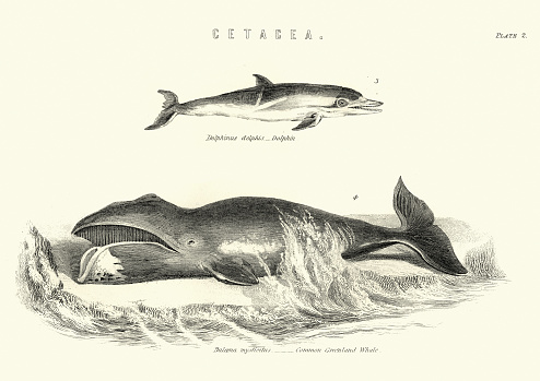 Vintage engraving of Wildlife, bowhead whale (Balaena mysticetus), dolphin, 19th Century