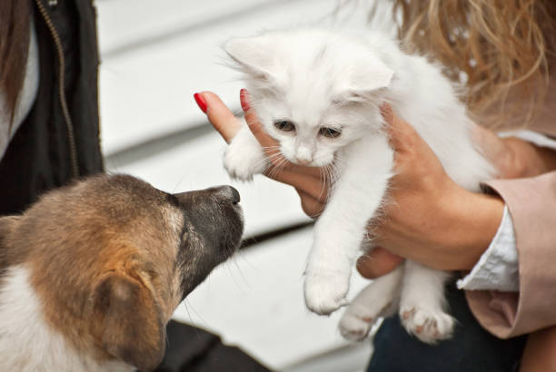 o gatinho quer abraçar o cão porque ele adora. gatinho pequeno nas mãos em um fundo branco. conceito da amizade, da paz, da confiança e da compreensão. - defenseless - fotografias e filmes do acervo