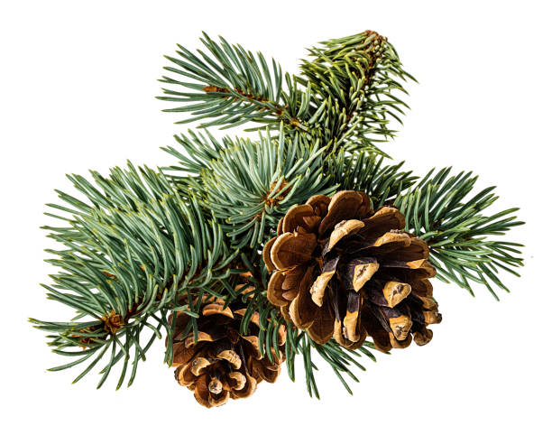 istock Fir branch with cone on white background with clipping pass 1182102895