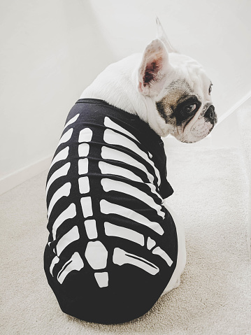Frenchie in skeleton Halloween custome.