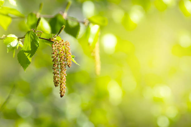 Spring background Spring background with branch of birch with catkins in sunshine birch tree stock pictures, royalty-free photos & images
