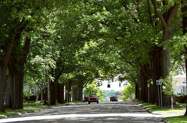 istock Tree Tunnel on a City Street 118210593
