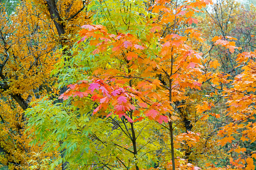 beautiful autumn background colorful leaves on tree branches. Wallpaper or desktop design