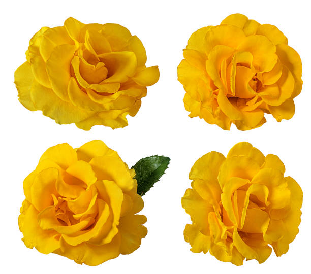 Fresh beautiful yellow rose isolated on white background with clipping path