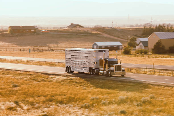 Cattle Transport Stock Photos, Pictures & Royalty-Free Images - iStock Cattle Transport Stock Photos, Pictures & Royalty-Free Images - iStock