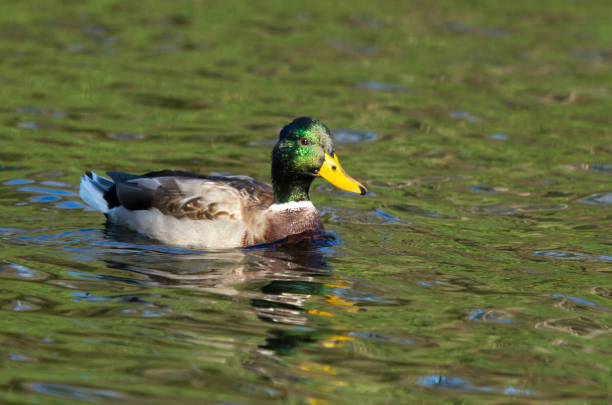 istock Mallard chick swimming on lake 1182114376