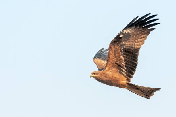 istock Side view of black kite flying in the sky 1182114407