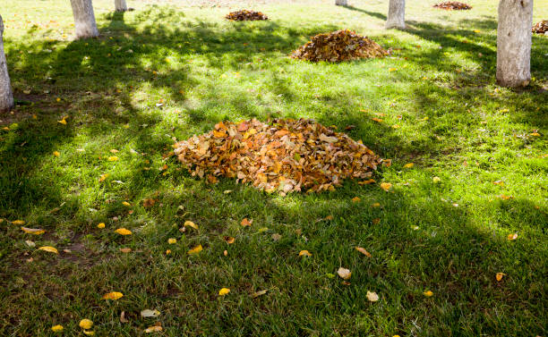 istock foliage gathered by the janitor 1182114606
