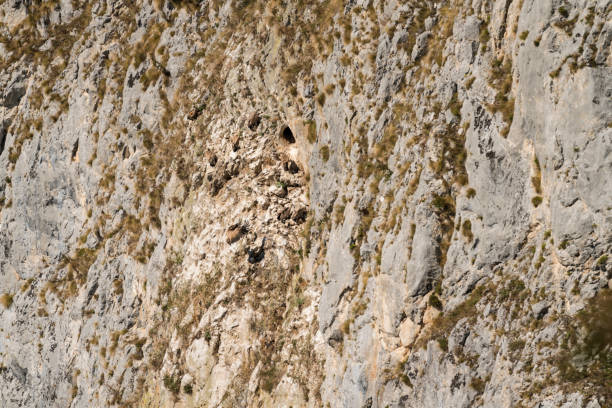 many griffon vultures at their nest in the rock - griffon vulture imagens e fotografias de stock