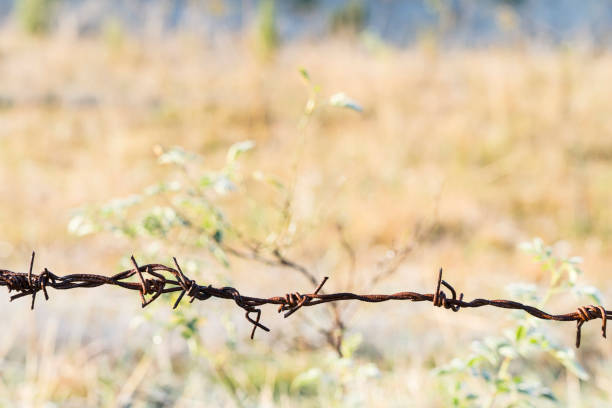 Rusty barbed wire against frost on green grass early in the morning on sunny day.