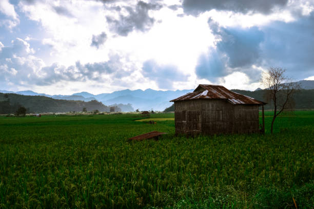Wet cultivation at Zawlpui, Serchhip, Mizoram India