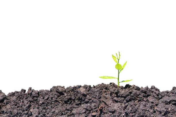 Seedlings grow from the soil isolated on white background with clipping path. Growing plant. Green natural background. stock photo