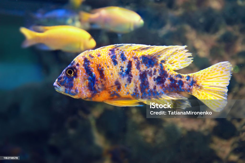 Orange blotched peacock cichlid, Aulonocara multicolor. Freshwater fish. Cichlid Stock Photo