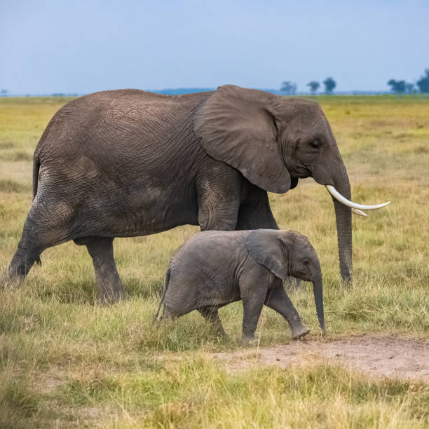 istock Two elephants in the savannah 1182120275