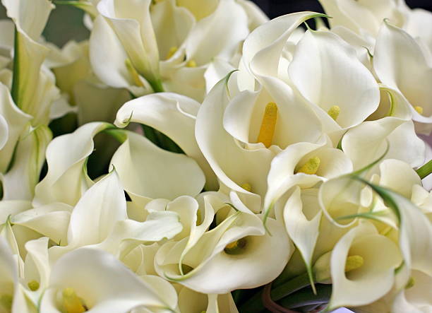 calla lillies - flower market photos photos et images de collection