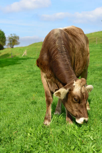 istock A brown peaceful cow stands in Bavaria on a green pasture and eats grass 1182122097