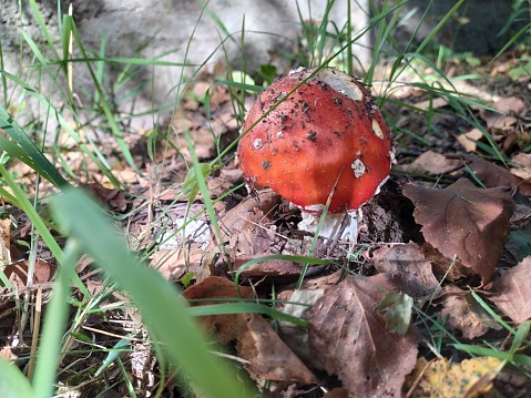 Amanita in the grass under the leaves