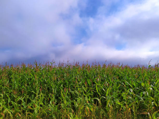 istock corn field against a foggy sky 1182122302
