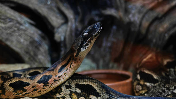 istock Raised snake head with closed eyes 1182122515
