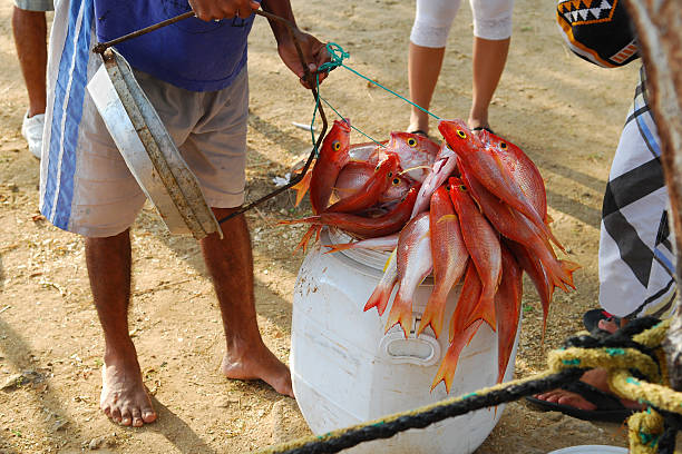 prise de vivaneau en colombie - fish catch of fish seafood red snapper photos et images de collection