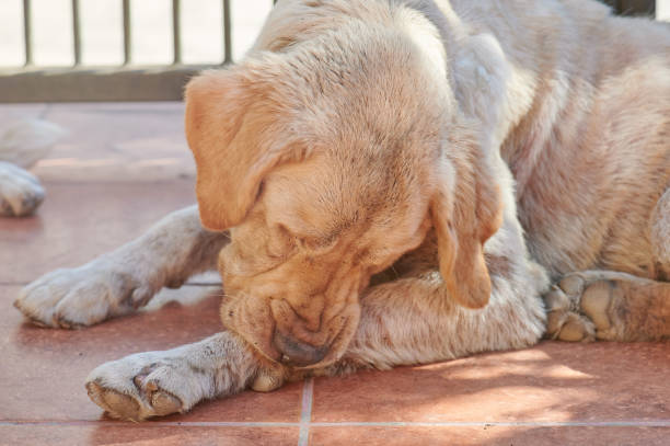 Dog cleaning his paw Dog cleaning his paw close up view. Dog with bugs hairy insect stock pictures, royalty-free photos & images