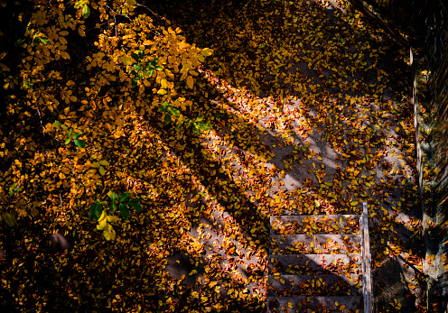 building entrance stairs at backyard covered with fallen autumn leafs in trees shadows