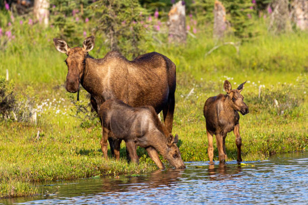 istock Moose Family at Golden Hour 1182123423