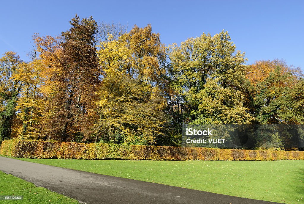 Árboles de otoño - Foto de stock de Aire libre libre de derechos