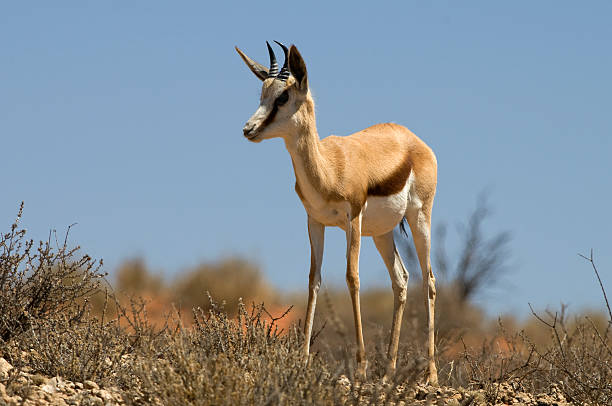 istock Springbuck in natural Kalahari habitat 118212524