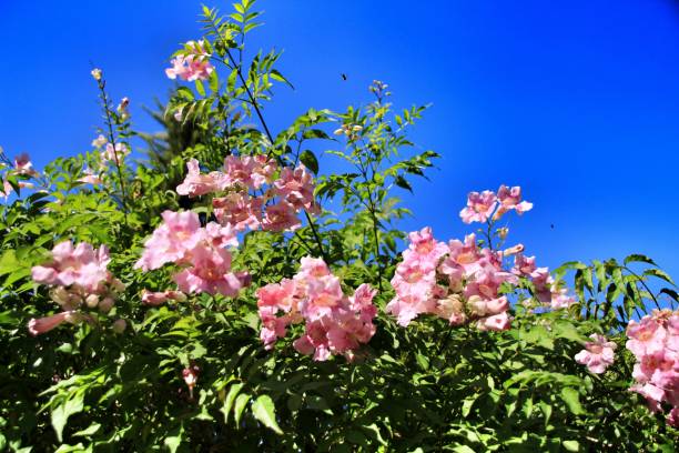 розовый podranea ricasoliana завод в саду - podranea ricasoliana стоковые фото и изображения