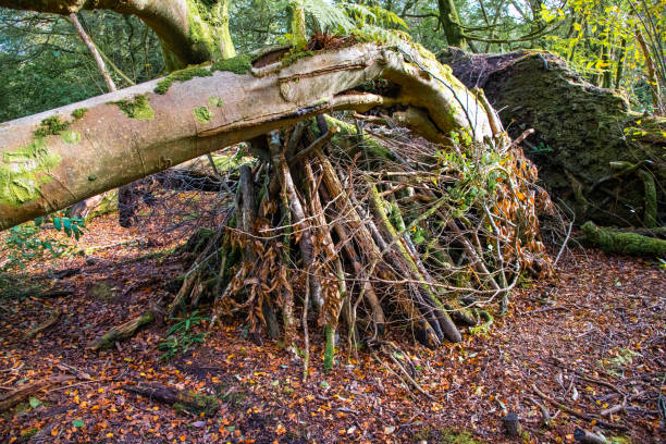 istock An abandoned woodland camp in autumn 1182125699