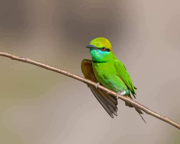 istock Green bee eater sitting on a bush on a bright sunny day 1182125748
