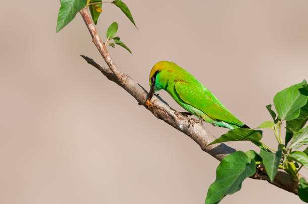 istock Green bee eater at hunt on a hot day 1182125777