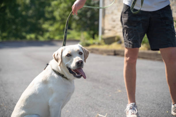 istock Labrador Retriever in park 1182125810