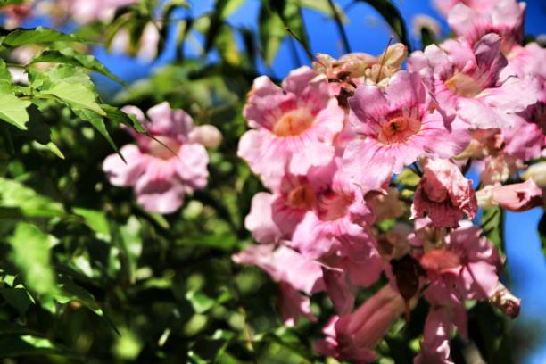 розовый podranea ricasoliana завод в саду - podranea ricasoliana стоковые фото и изображения