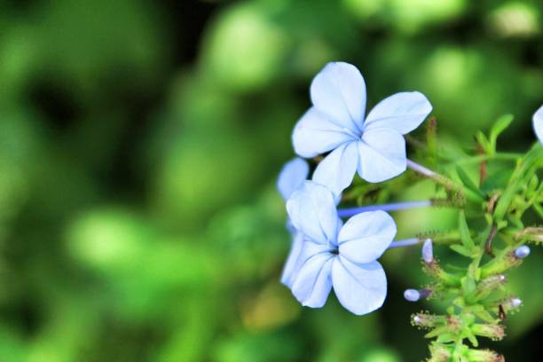 istock Plumbago Auriculata Capensis in the garden 1182127160