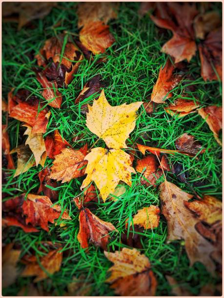 istock Beautiful fall leaves in green grass 1182128366