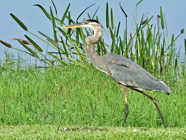 istock Great Blue Heron (Ardea herodias) walking on the grass near a lake 1182128384