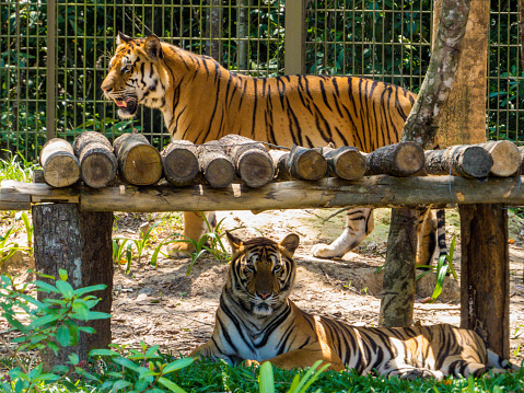 Bengal Tigers in zoo park