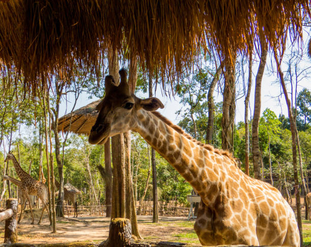 istock Giraffes in zoo park 1182128480