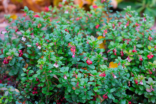 Autumnal colorful green leaves of red billberry bush with fully ripened berries, whortleberry. Vaccinium vitis idaea bushes in forest. Selective focus. Botanical, healing herb natural food. Horizontal