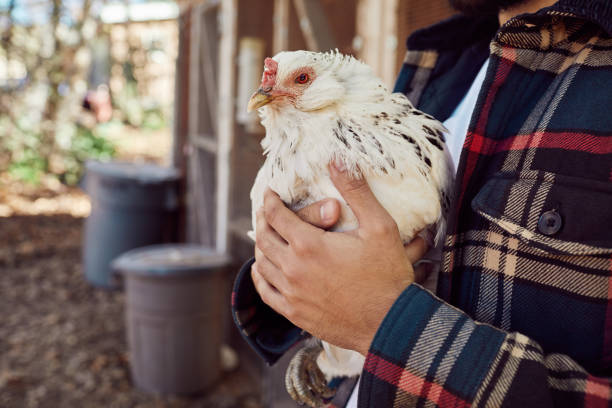 Closeup of a young farmer holding a rooster while standing outside of a coop on his farm