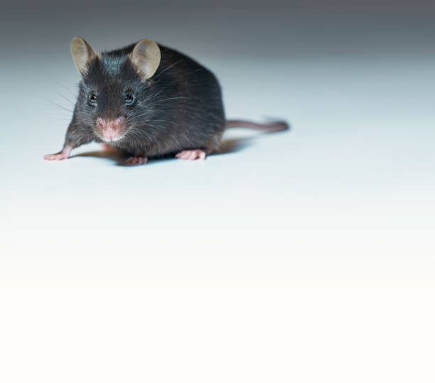 istock Close-up on cute adult black mouse on grey gradient background with copy-space 1182137318