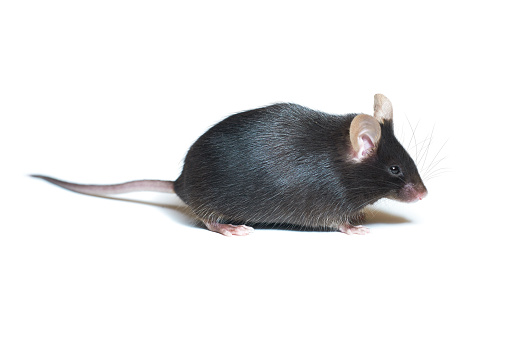 Adult Black Mouse Closeup The Mouse Is Isolated On White Background With  Copyspace Stock Photo - Download Image Now - iStock