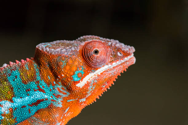 istock Panther Chameleon Portrait close up 1182139391