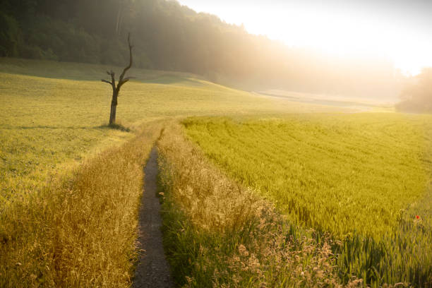 istock narrow country lane with a crippled tree with dramatic yellow sunset 1182140318