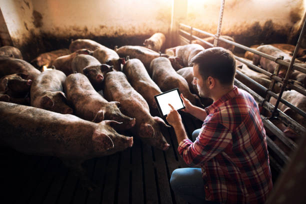 istock Farmer using tablet in pig pen while surrounded by group of pigs domestic animals. Working at pig farm. 1182142675
