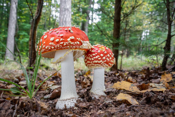 숲에서 놀라운 amanita muscaria - 유독 한 두꺼비 도구 - mushroom fly agaric mushroom photograph toadstool 뉴스 사진 이미지