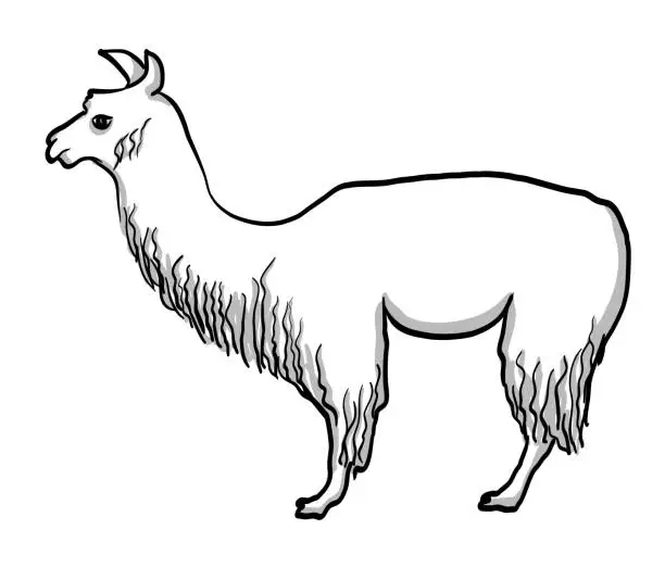 Vector illustration of Lama Profile Sketch